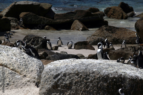 family of african penguins together on a beach with sea and rocka photo