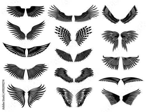Wings of real birds in nature. Vector collection symmetric wings.