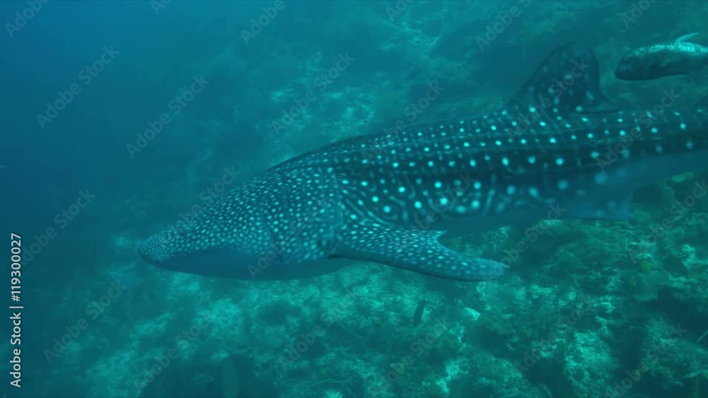 Whale shark swims on the edge of a coral reef. 4k footage Whale shark swims on the edge of a coral reef. 4k footage