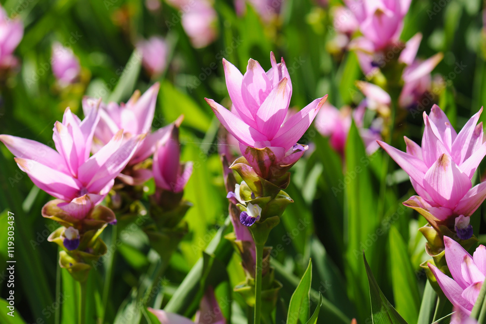 siam tulip with blur background siam tulip with blur background