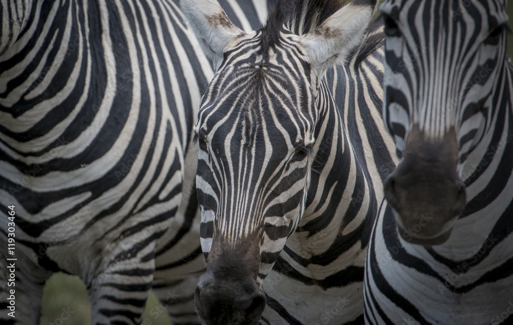 Zebra Abstract Zebra Abstract
