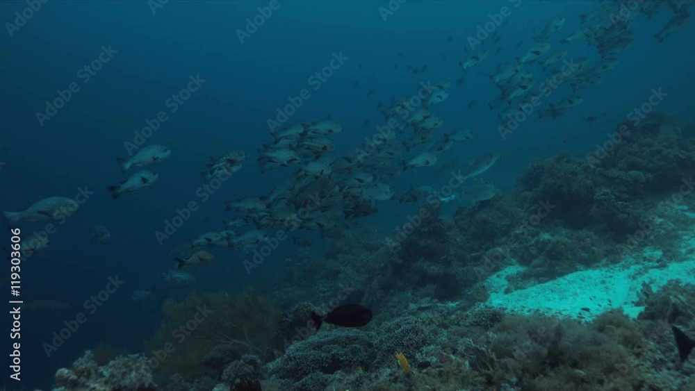 School of Black Snapper on Tubbataha Reef in Philippines. 4k footage School of Black Snapper on Tubbataha Reef in Philippines. 4k footage
