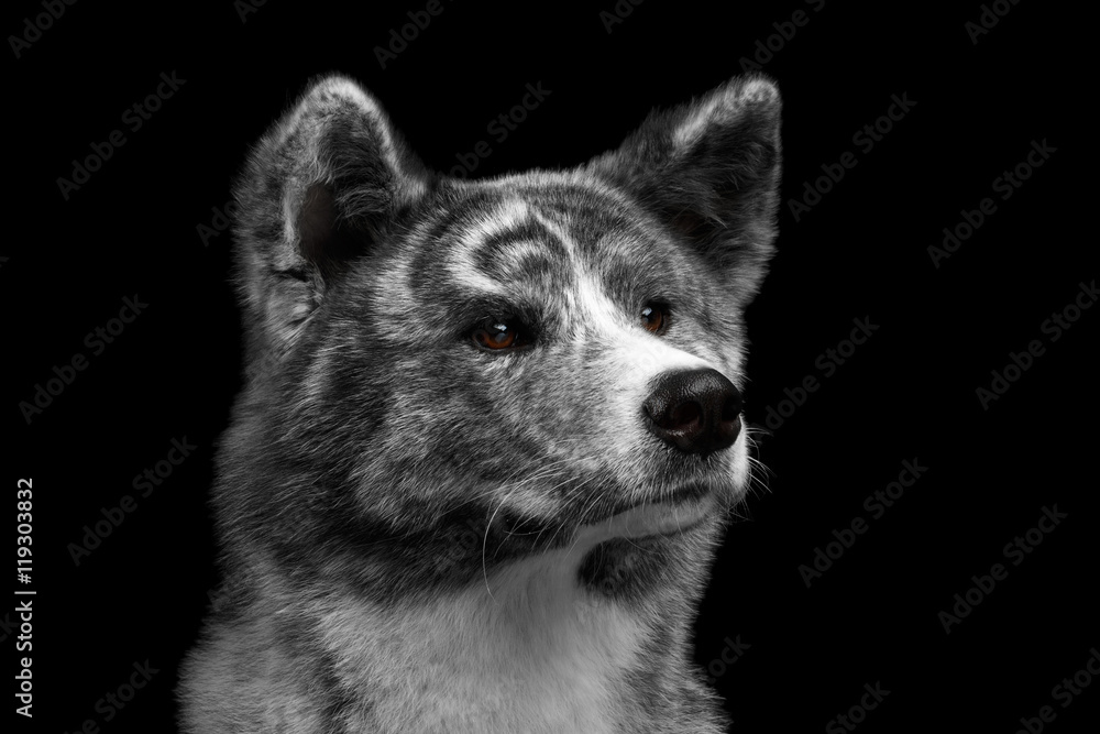 Closeup portrait of Akita inu Dog Alertness waiting on Isolated Black Background Closeup portrait of Akita inu Dog Alertness waiting on Isolated Black Background