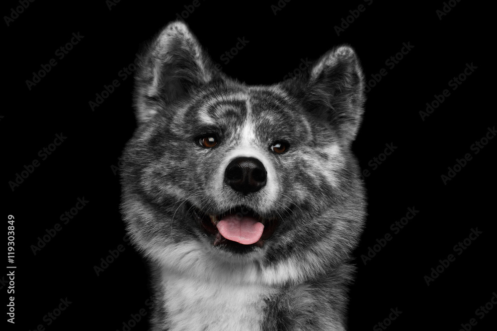 Closeup portrait of Curious face Akita inu Dog Smiling on Isolated Black Background