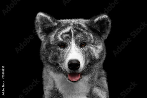 Fototapeta Naklejka Na Ścianę i Meble -  Closeup portrait of Adorable Akita inu Dog Smiling with tongue on Isolated Black Background, Front view