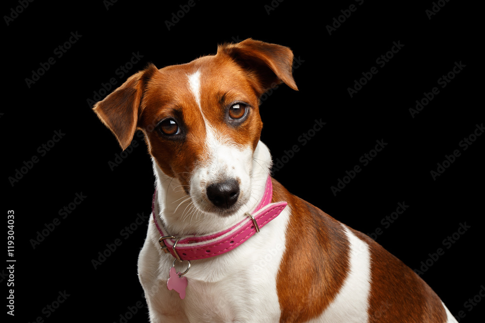 Closeup portrait of Cute face Jack Russell Dog Girl with Pink collar, on Isolated Black Background, Front view