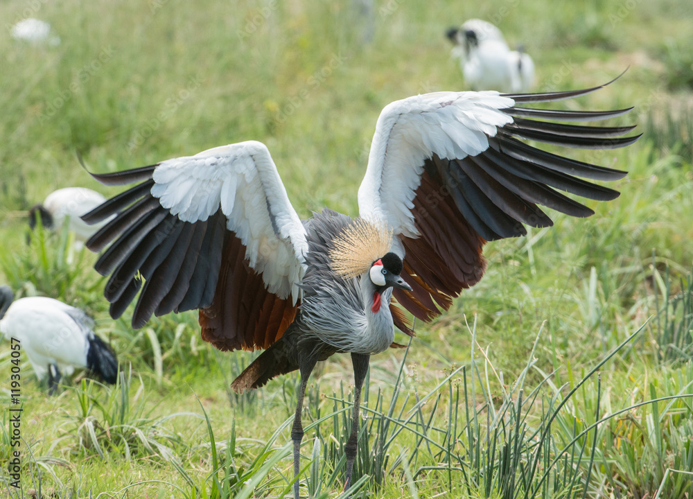 Fototapeta premium Crowned Crane Courting