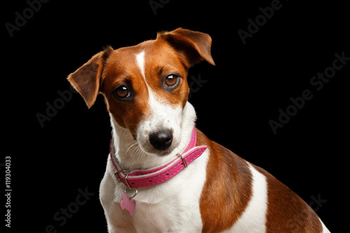 Closeup portrait of Cute face Jack Russell Dog Girl with Pink collar, on Isolated Black Background, Front view