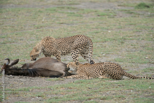 Cheetahs Eating Wildebeest