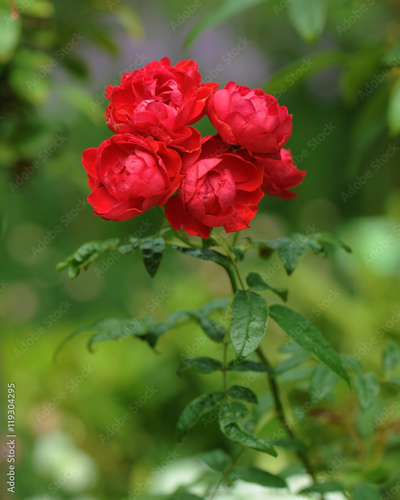 Red Rose on the Branch in the Garden