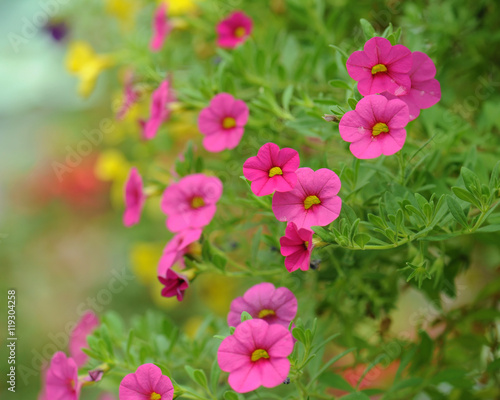 Petunia Flowers and soft background
