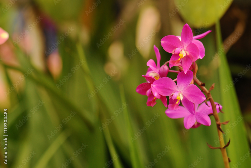 Beautiful little orchid with soft background Beautiful little orchid with soft background