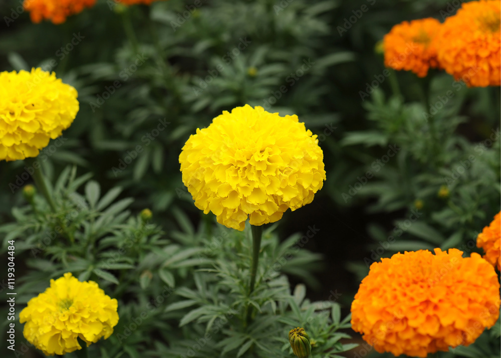 marigolds flowers marigolds flowers