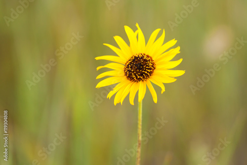 Baby yellow sunflower 