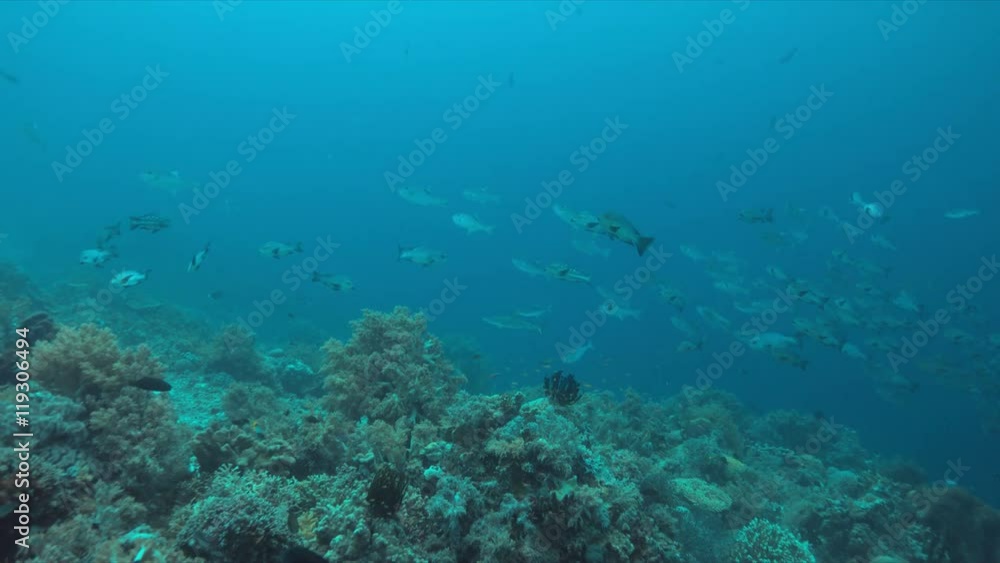 School of Black Snapper on a coral reef in Philippines. 4k footage School of Black Snapper on a coral reef in Philippines. 4k footage