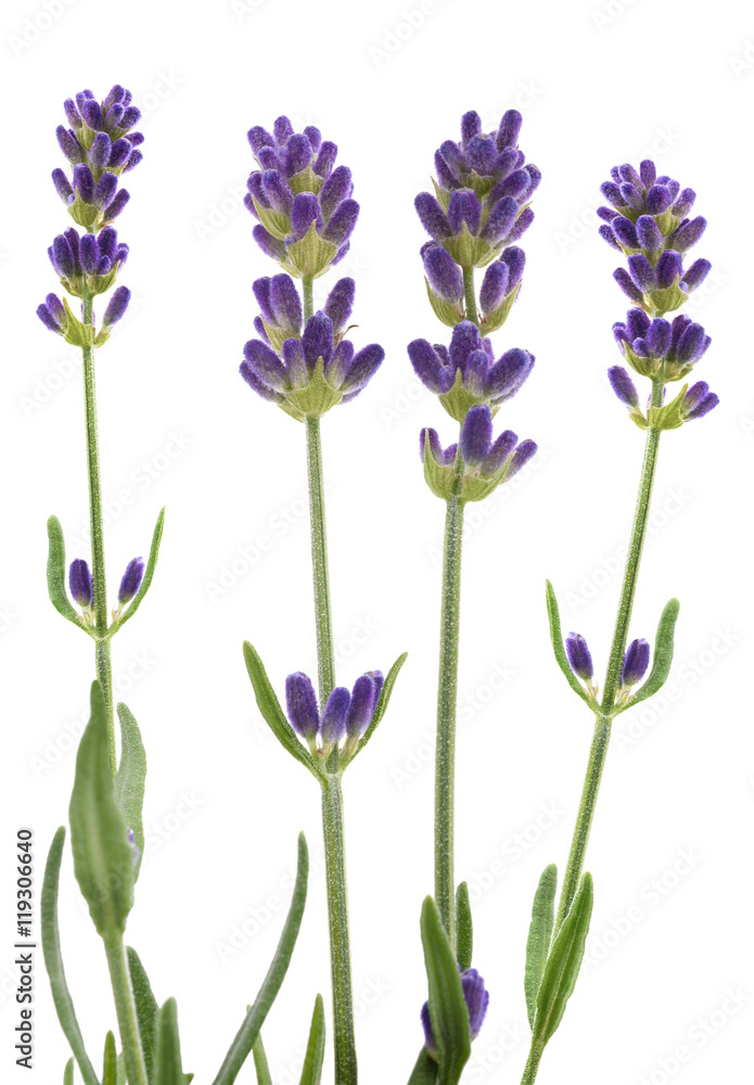 Naklejka premium Lavender flowers isolated on white