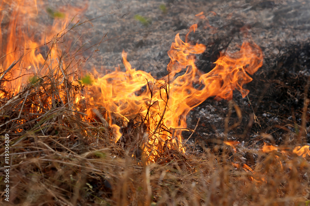 Summer wildfires burning in the Forest at rural area of Khon Kae Summer wildfires burning in the Forest at rural area of Khon Kae