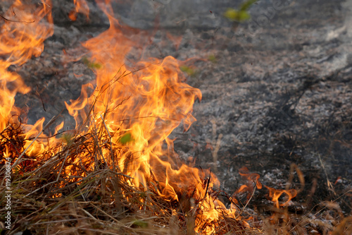 Summer wildfires burning in the Forest at rural area of Khon Kae