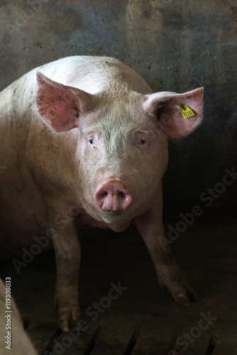 pig at factory © agnormark
