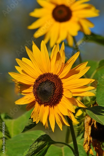 Beautiful red ornamental sunflower - Helianthus   