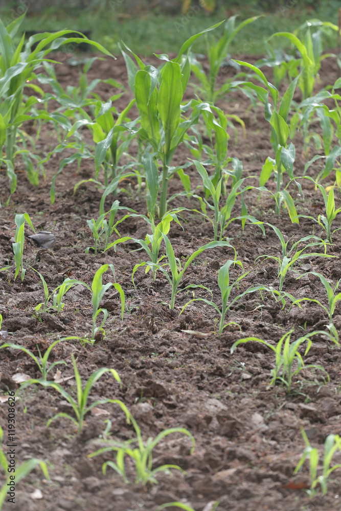 Seedlings of corn in farming area. Seedlings of corn in farming area.