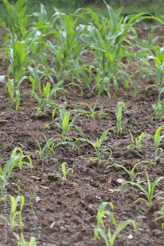 Seedlings of corn in farming area. Seedlings of corn in farming area.