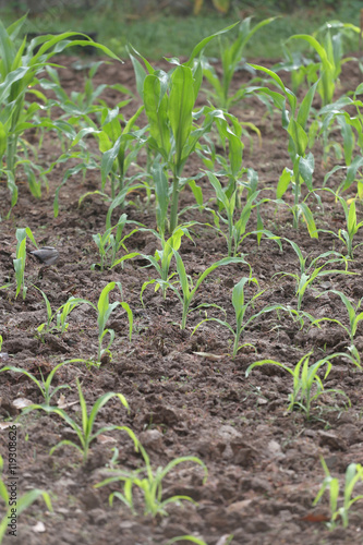 Seedlings of corn in farming area.