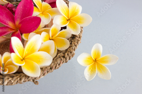 Plumeria tropical flowers © chiew