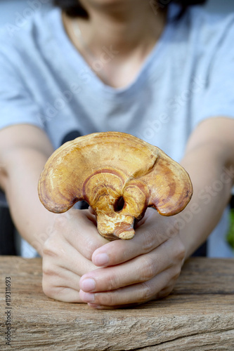 Lingzhi mushroom
