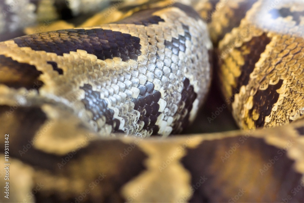 boa snake was curled up boa snake was curled up
