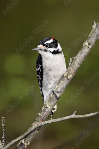 Canvas Print Downy Woodpecker