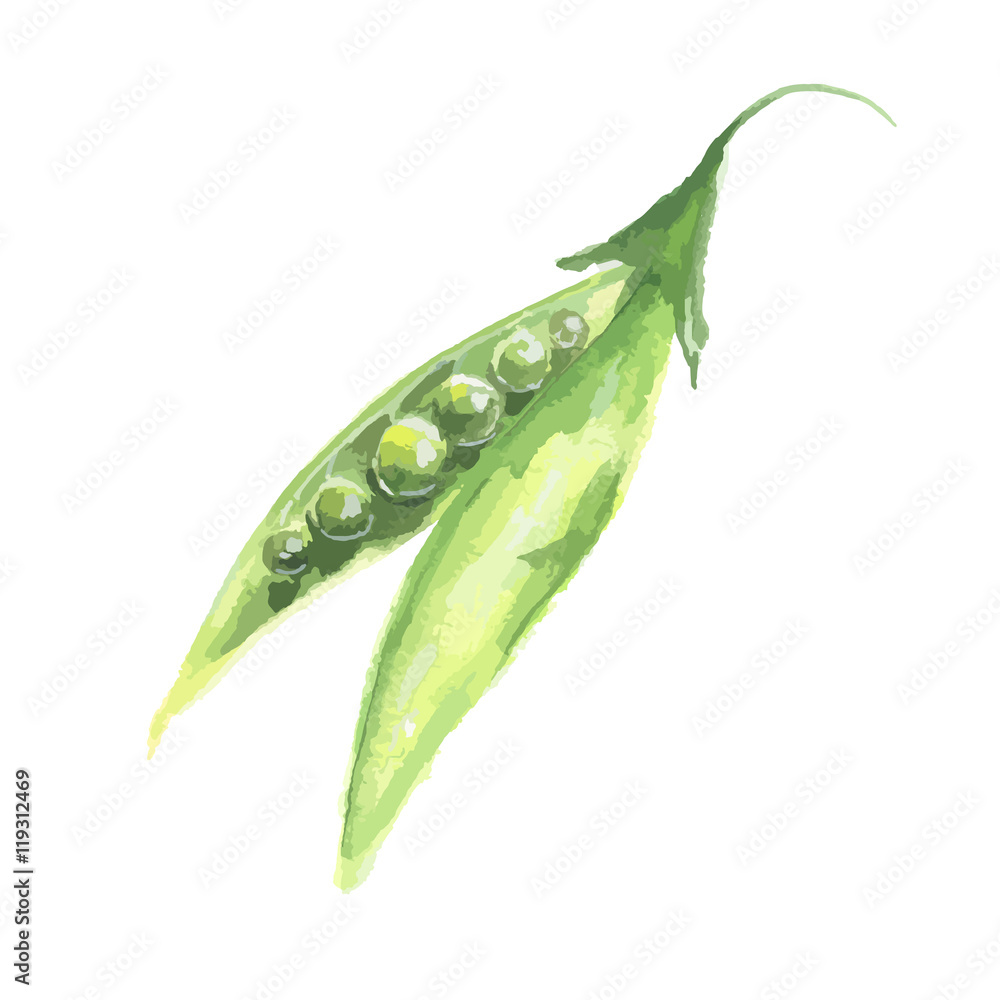 Isolated watercolor peas on white background. Healthy and tasty vegetable with vitamins. Isolated watercolor peas on white background. Healthy and tasty vegetable with vitamins.