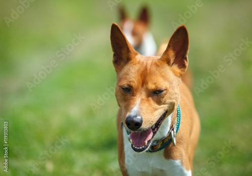 Basenji dog in a park. Closeup portrait © krushelss