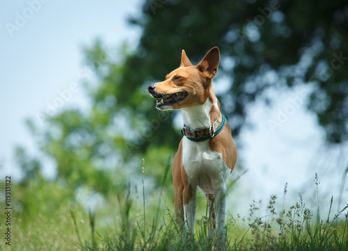 Fototapeta Naklejka Na Ścianę i Meble -  Basenji dog in a park. Portrait
