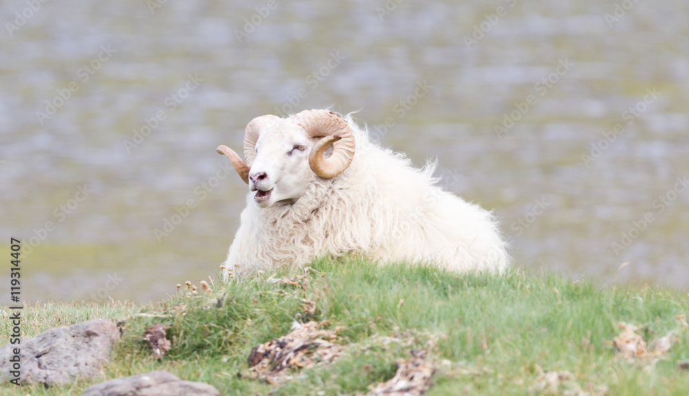 Fototapeta premium One Icelandic big horn sheep
