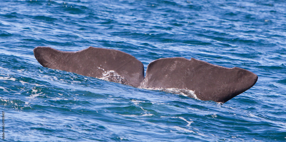 Obraz premium Tail of a Sperm Whale diving