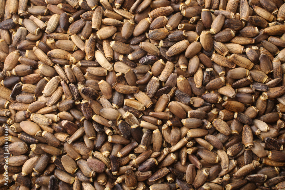 Seeds of a milk thistle (Silybum marianum, Scotch Thistle, Maria Seeds of a milk thistle (Silybum marianum, Scotch Thistle, Maria