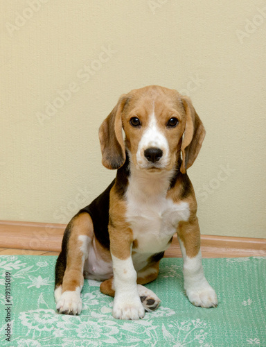 Female Beagle puppy