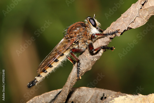 Robber Fly photo