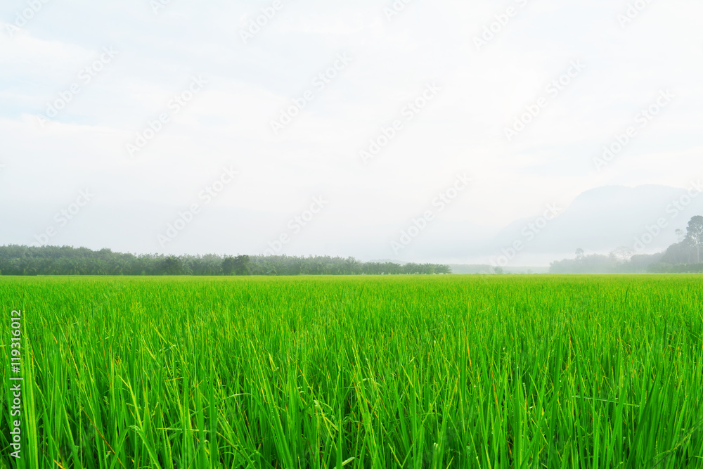 Rice field in Thailand