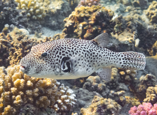 Puffer Fish. Red Sea. Egypt
