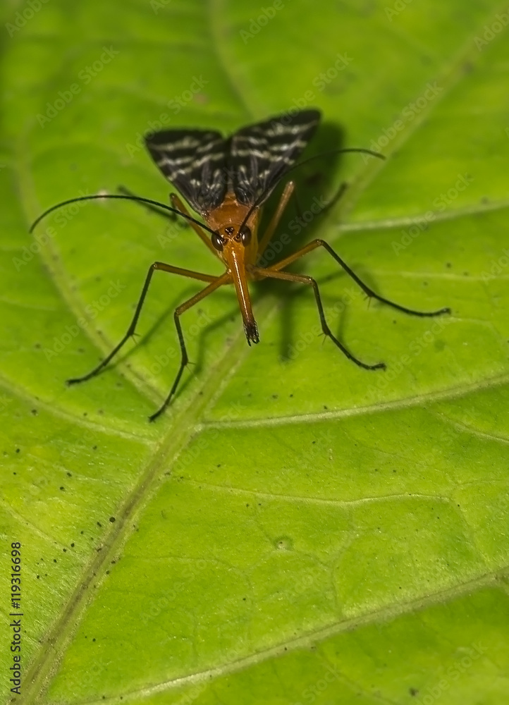 Scorpion Fly