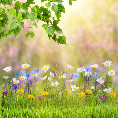 Spring background with wild flowers