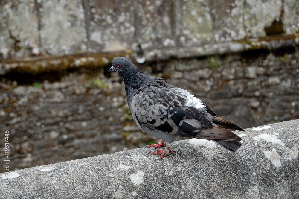 Obraz premium Paloma