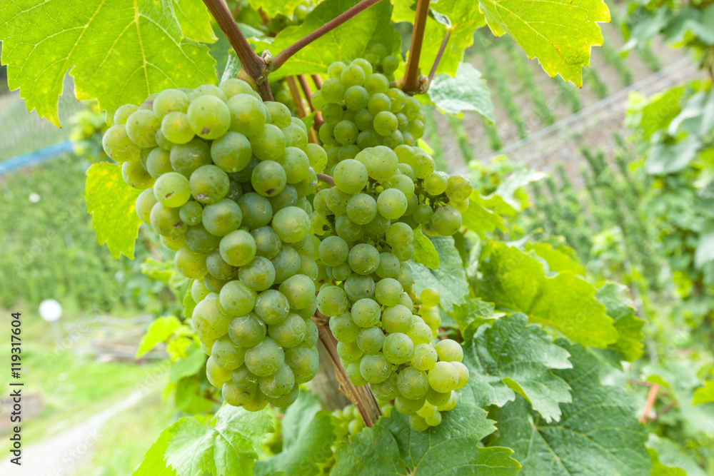 Reife Trauben am Rebstock StockFoto Adobe Stock