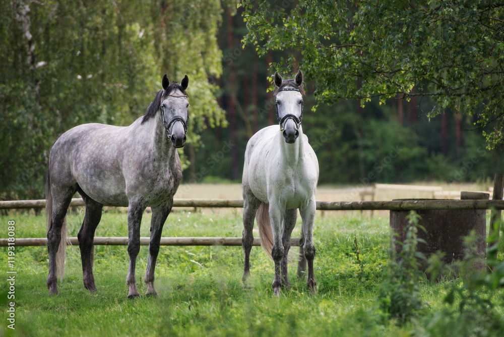 Naklejka premium two horses standing on a field