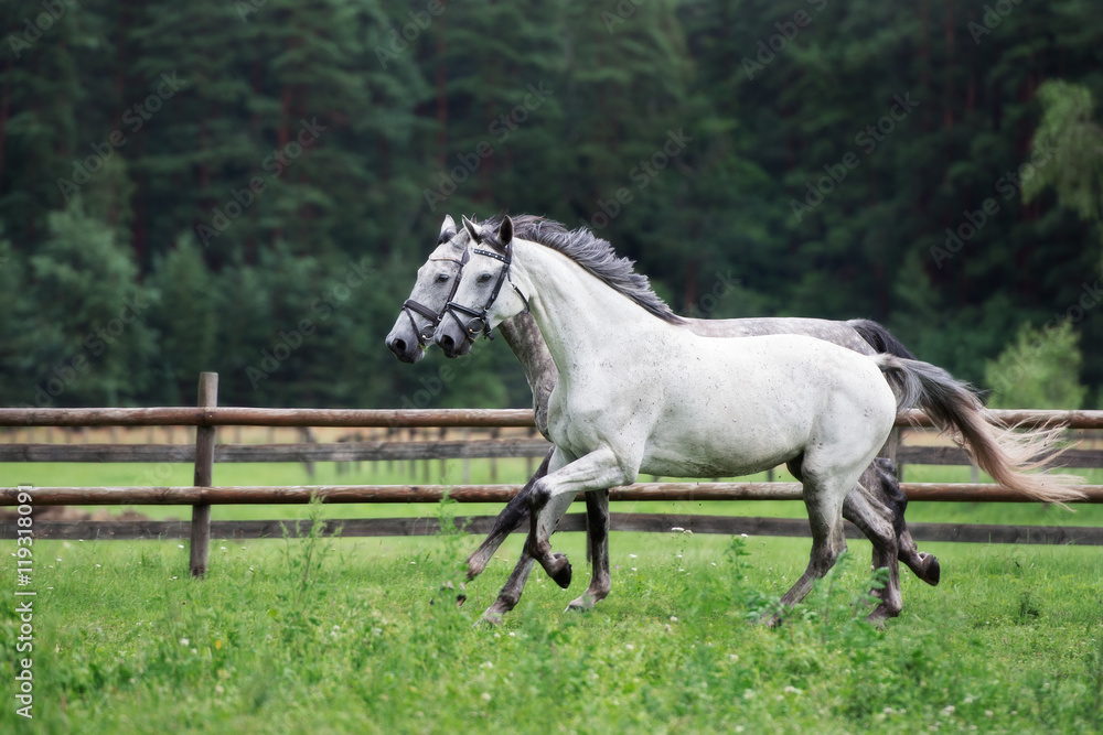 two horses running on a field