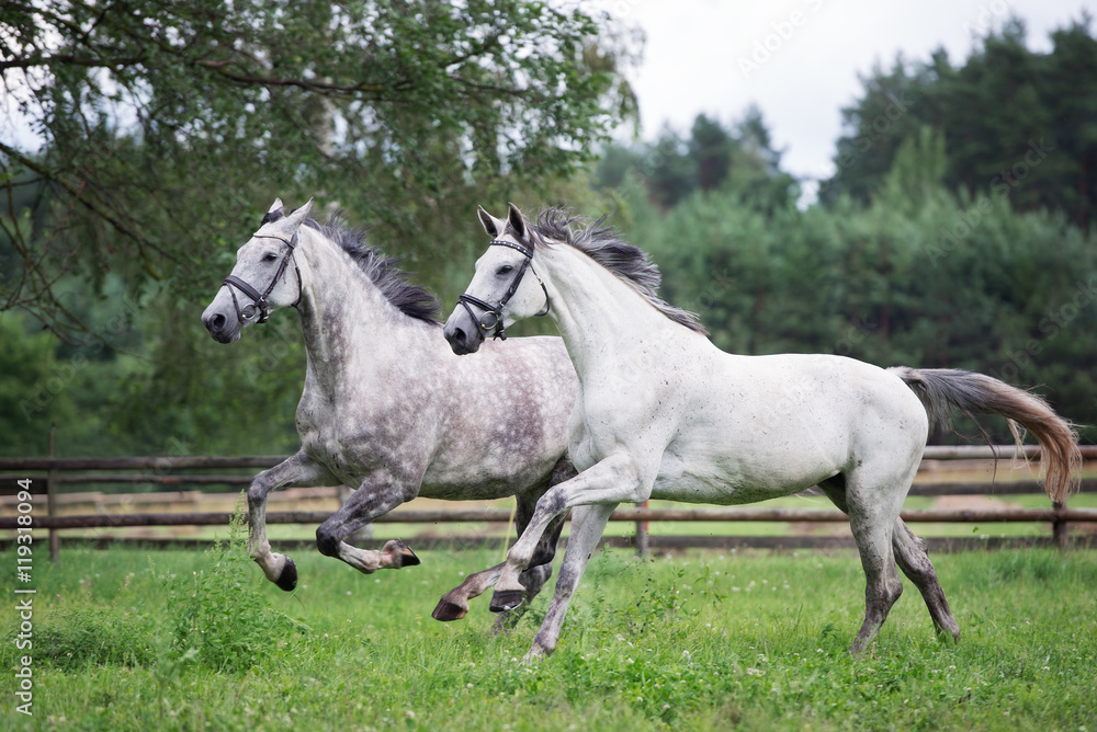 two beautiful horses running together two beautiful horses running together