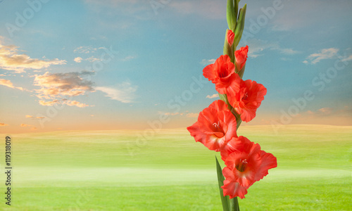 Fotografija green meadow with gladiola