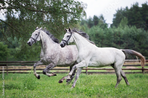 two beautiful horses running together